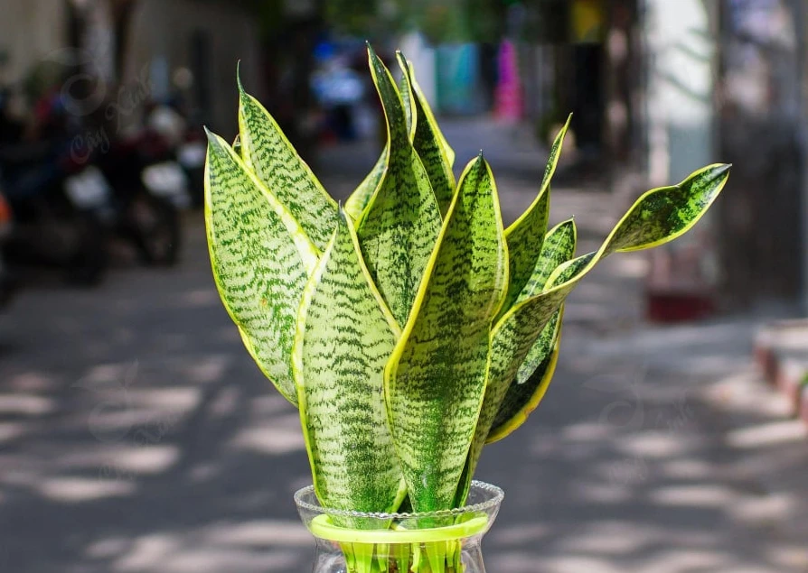 Tuổi kỵ trồng cây lưỡi hổ: Phúc lộc tổn hại, tiền đội nón ra đi