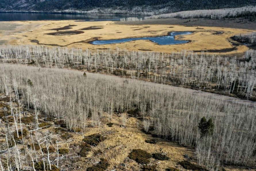 Những loài sinh vật lớn nhất thế giới không phải động vật