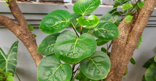 Cây cảnh trữ tiền, ăn ngon, chữa bệnh, thu hút may mắn, tài lộc