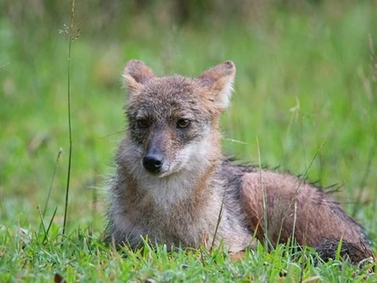 Loài thú hoang dã được ví "báu vật của Việt Nam", cực khó bắt gặp