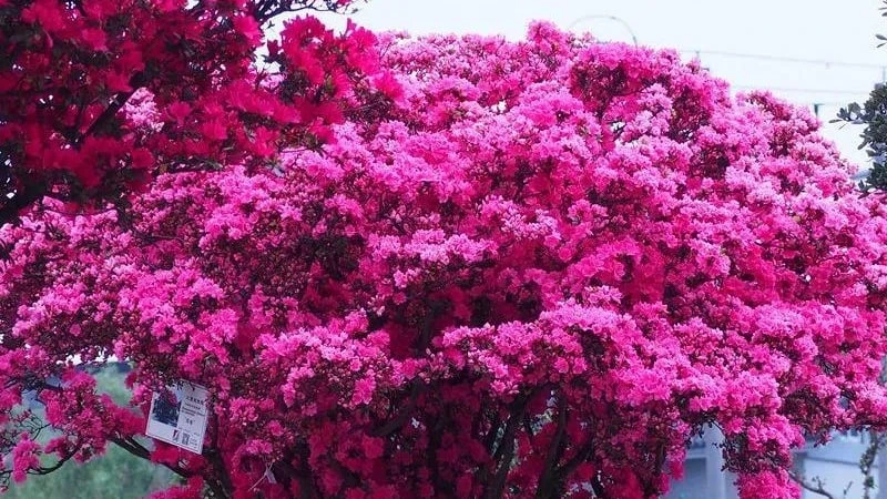 Ngắm cây cảnh tiên hoa diễn giải hết ý nghĩa cuộc sống