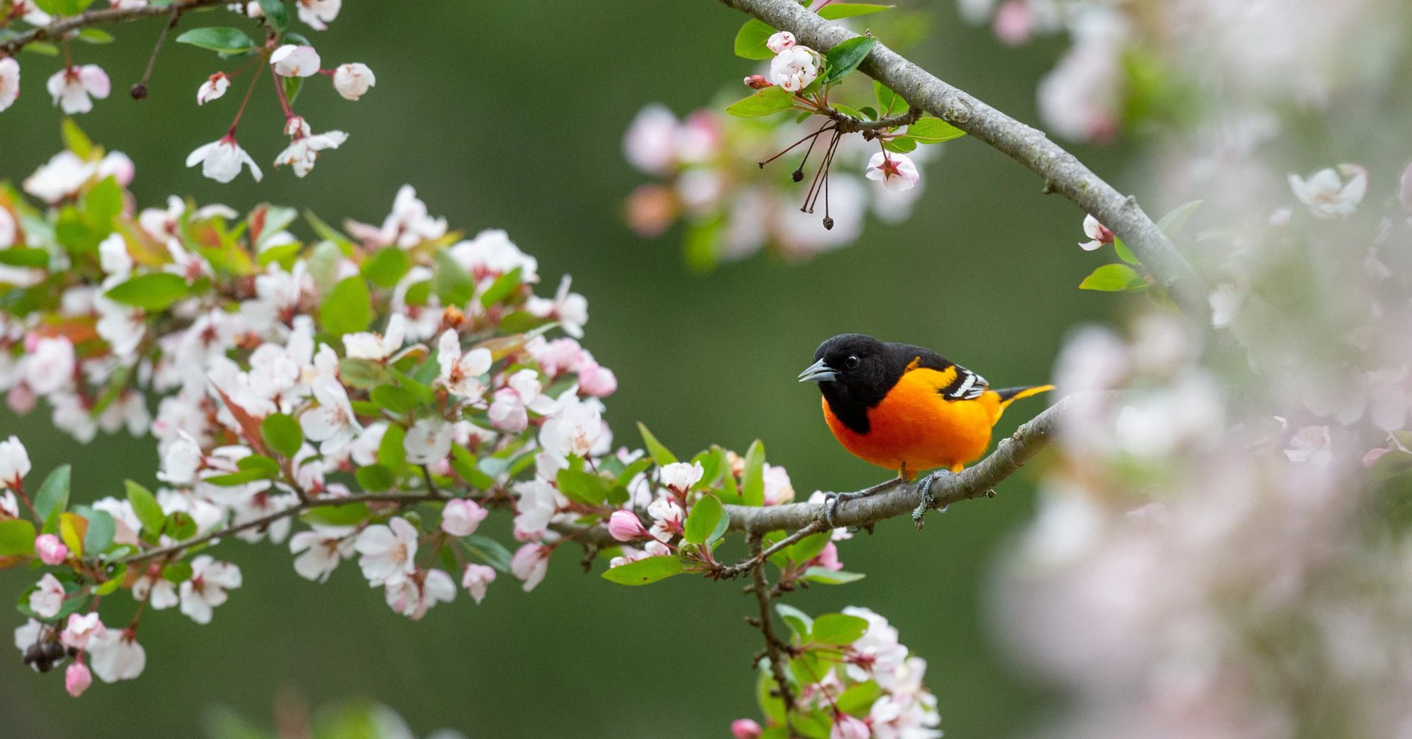 Tháng 11 Âm, 4 con giáp quý nhân dẫn đường, kiếm tiền đạt đỉnh 