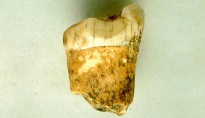 Con người mang dòng máu lai của loài ăn thịt cả ma mút?