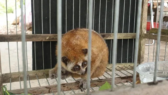 Cá thể cu li nhỏ được tìm thấy ở Huế: Loài quý hơn vàng