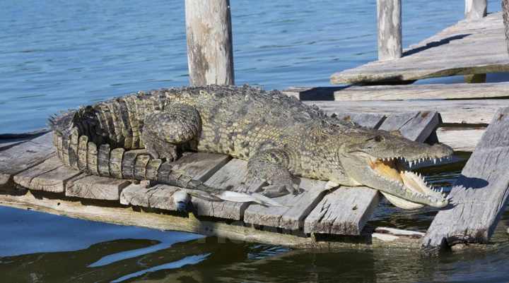 Nếu cá sấu “chạm trán” cá mập trắng lớn, chuyện gì sẽ xảy ra?