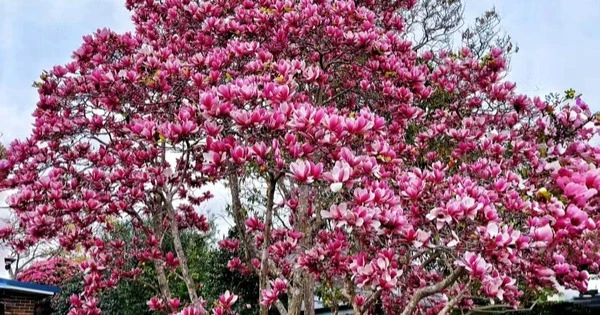 Cây cảnh thần tiên, thu hút may mắn tài lộc cho gia chủ