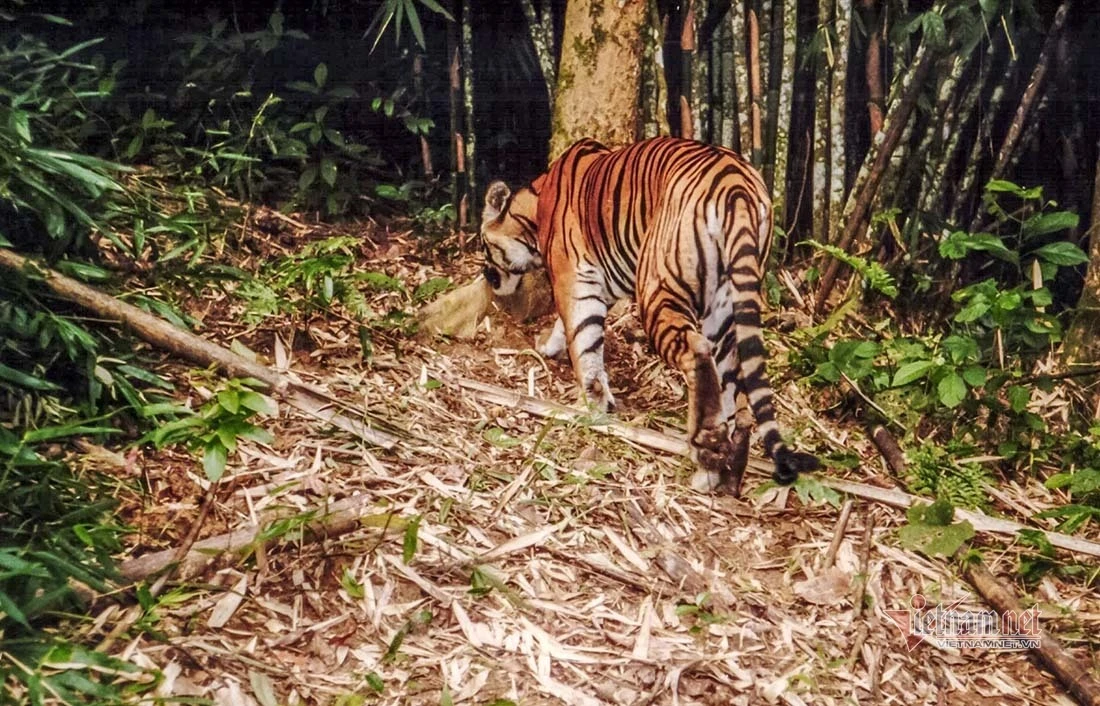 Việt Nam còn bao nhiêu cá thể hổ đang được bảo vệ?