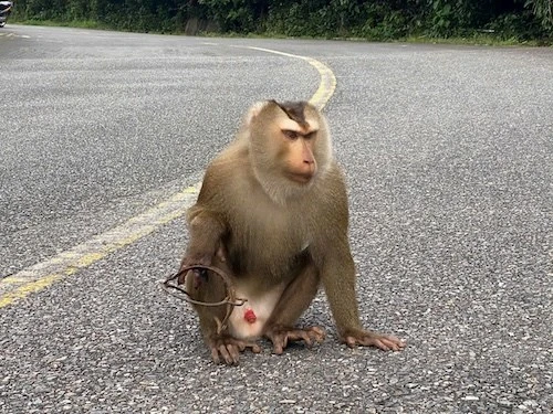 Khỉ đuôi lợn mắc bẫy trên núi Sơn Trà là loài cực quý