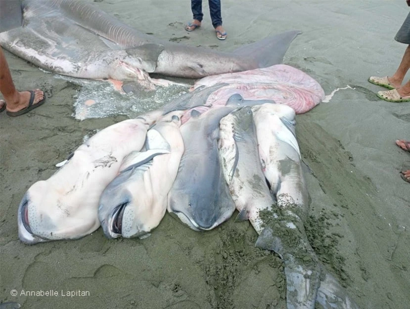 Xác “quái vật” dạt vào bãi biển, lộ bí mật khiến thế giới ngỡ ngàng 