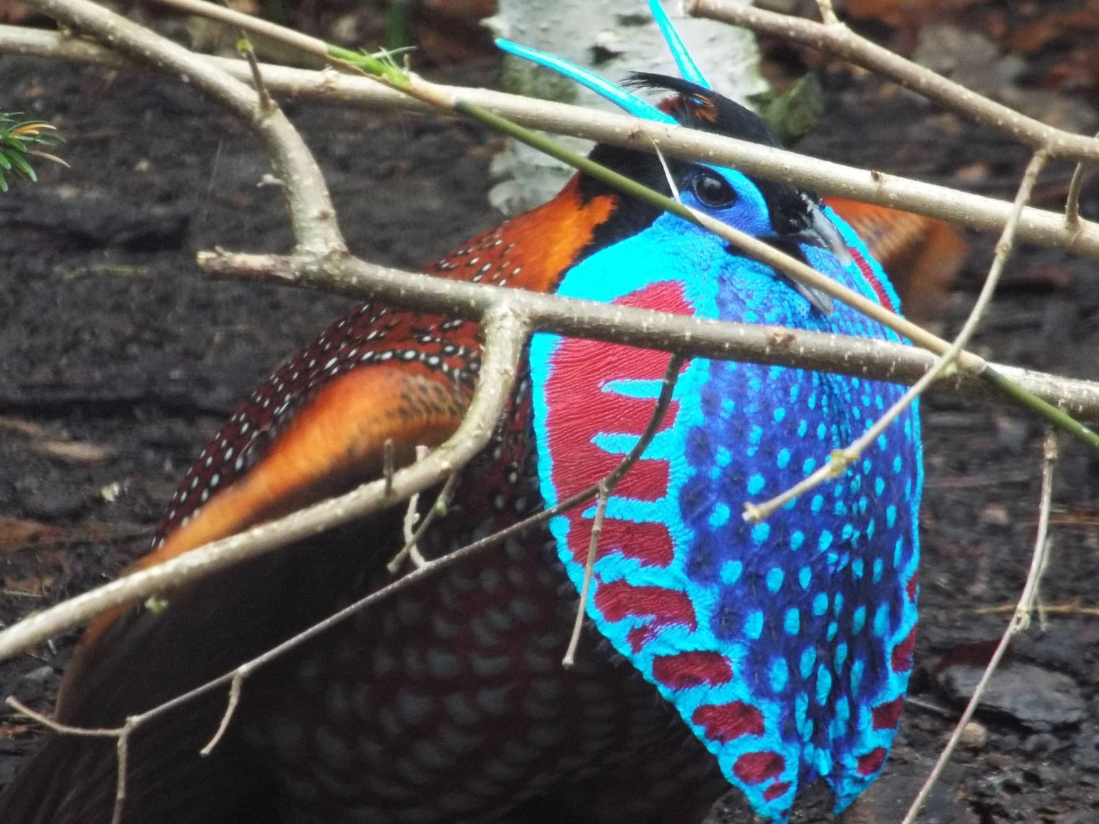 Việt Nam sở hữu loài chim quý, đẹp đến không rời được mắt