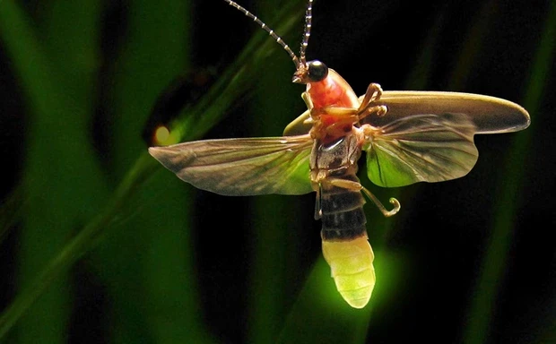 4 động vật săn mồi đáng sợ, đến hổ báo cũng "chào thua" 