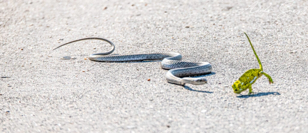 Kinh hoàng rắn lục kịch độc giao chiến tắc kè hoa... cái kết ngỡ ngàng