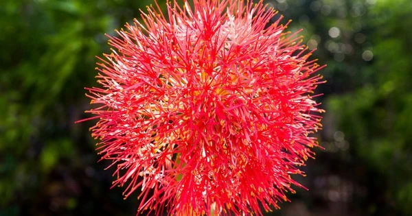 Cây cảnh cát tường, hoa đỏ như máu, 'đốt' mọi ánh nhìn