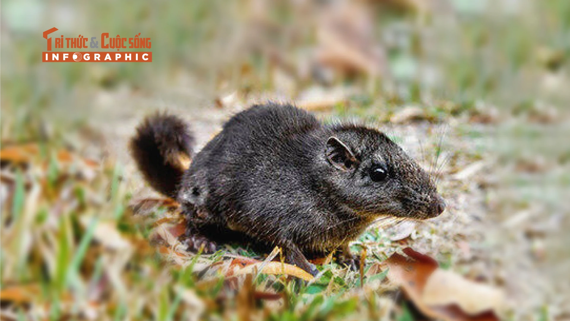 [INFOGRAPHIC] Sinh vật quý hiếm tái xuất sau 11 triệu năm ‘tuyệt tích’ 