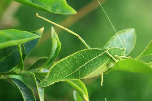 Kinh ngạc trước tài ngụy trang đỉnh cao của các loài động vật