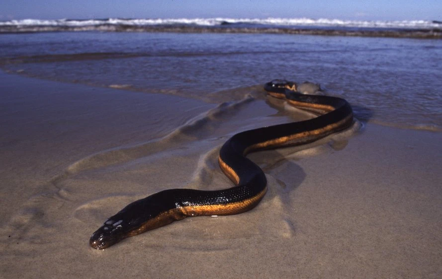 Loài rắn cực độc chỉ xuất hiện sau bão, có thể gây chết người