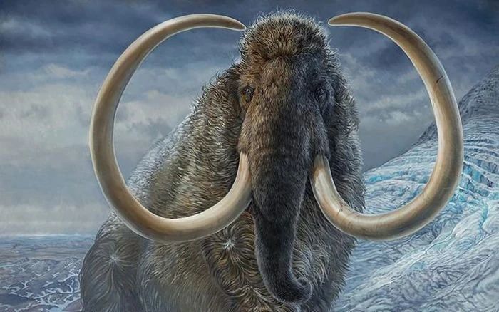 Hé lộ nguyên nhân khiến loài voi ma mút tuyệt chủng