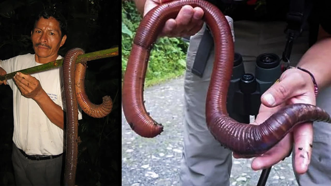 Top động vật khổng lồ nhất hành tinh, tưởng không thể tồn tại