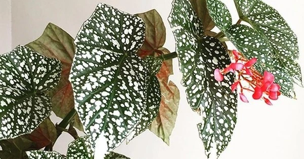 Cây cảnh hút may mắn, lá độc lạ, hoa rực rỡ, nở quanh năm