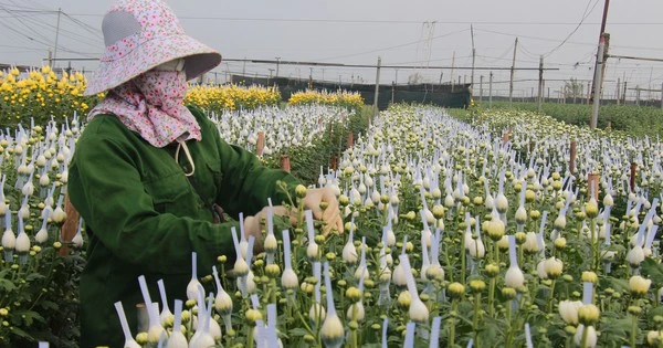 Làng hoa lớn nhất ở Nam Định tất bật vào vụ Tết Nguyên đán