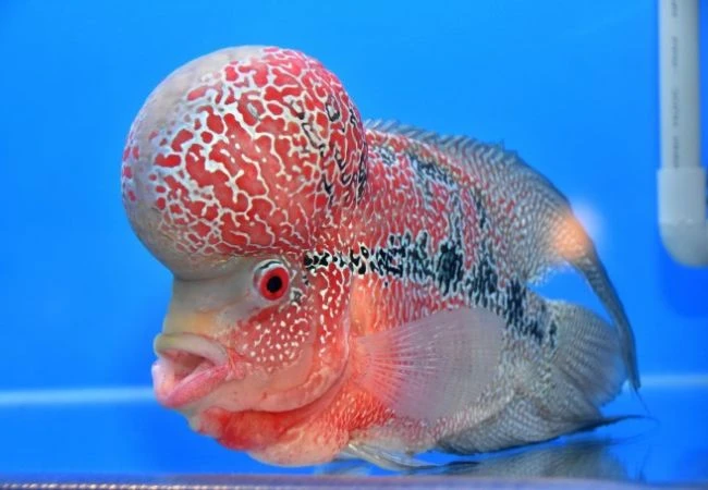 Loài cá cảnh độc đáo nhất Việt Nam: Giá “chát” đến trăm triệu đồng!