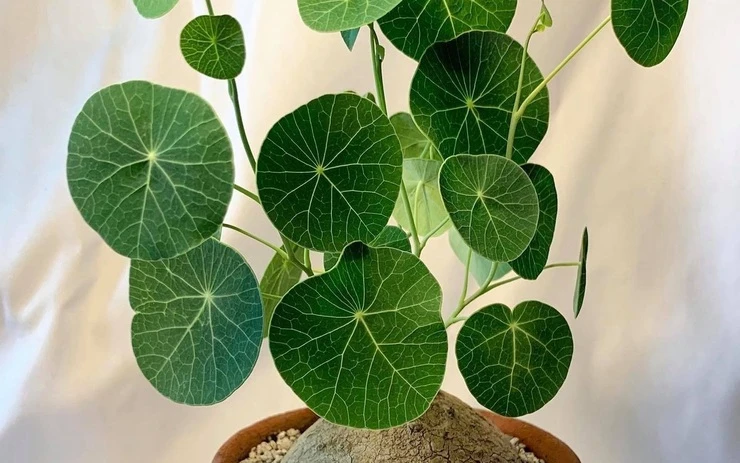 Top 4 cây cảnh “mệnh vàng” giúp gia chủ chiêu tài, hút lộc