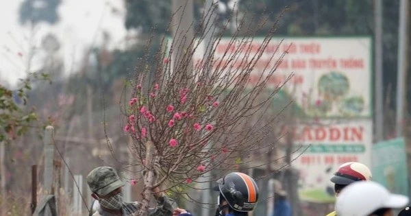 Hà Nội: Đào Nhật Tân tăng giá mạnh, chi tiền triệu vẫn khó mua