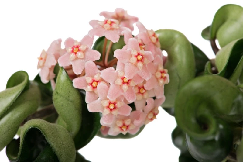 Cây cảnh hút lộc, lá cuộn như nắm tay, hoa tròn tựa trái bóng