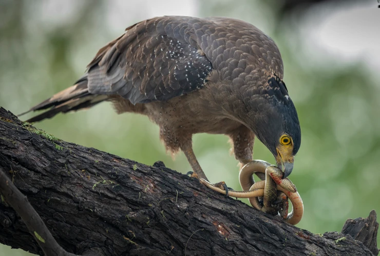 Loài chim “sát thủ” hung hăng nhất thế gian... rắn độc cũng phải rén 
