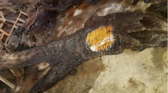 Cưa khúc gỗ lạ, lộ báu vật bên trong khiến cảnh sát ập đến