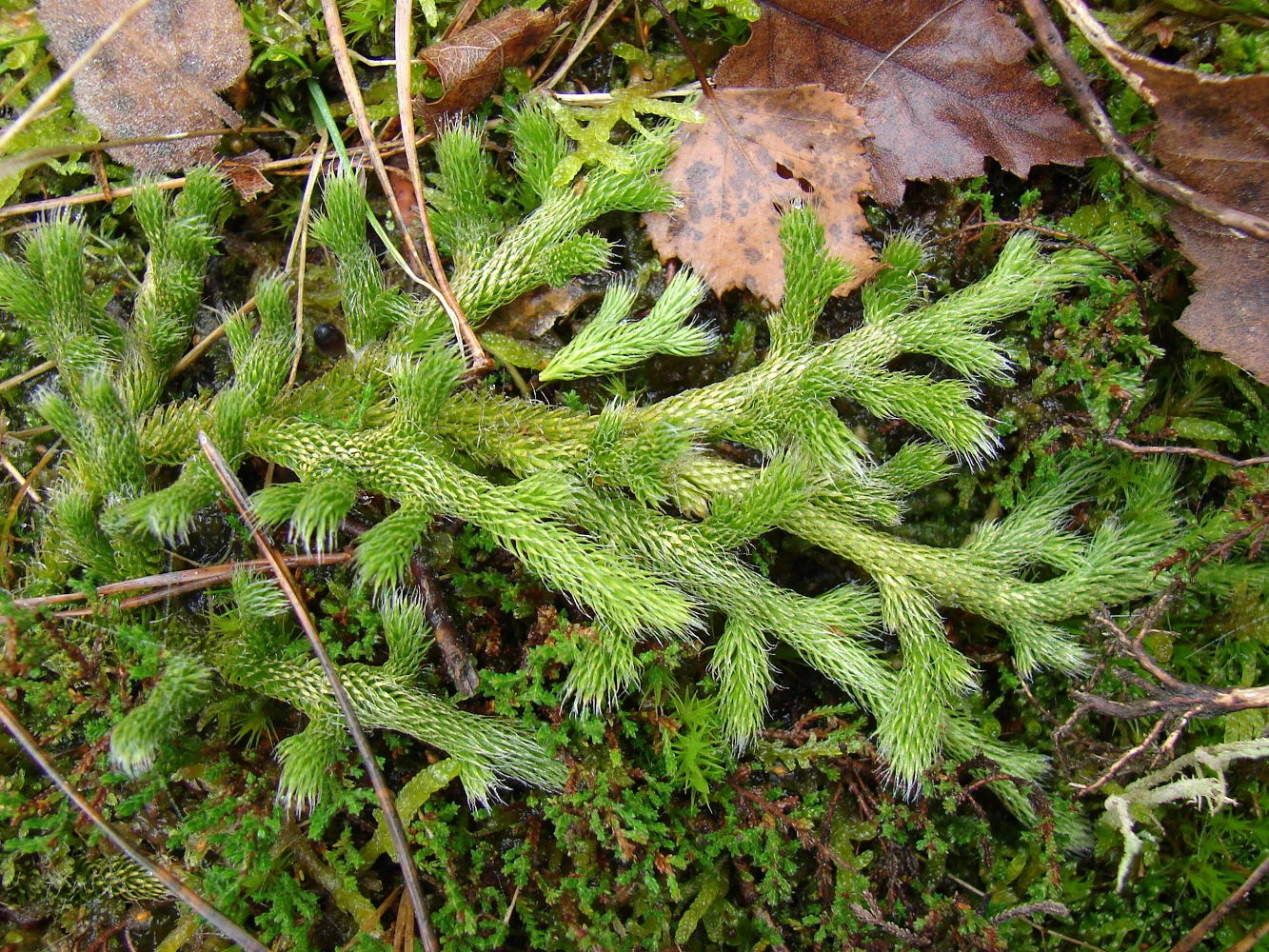 Độc lạ loài cây 'rồng qua núi', đại gia ráo riết săn lùng