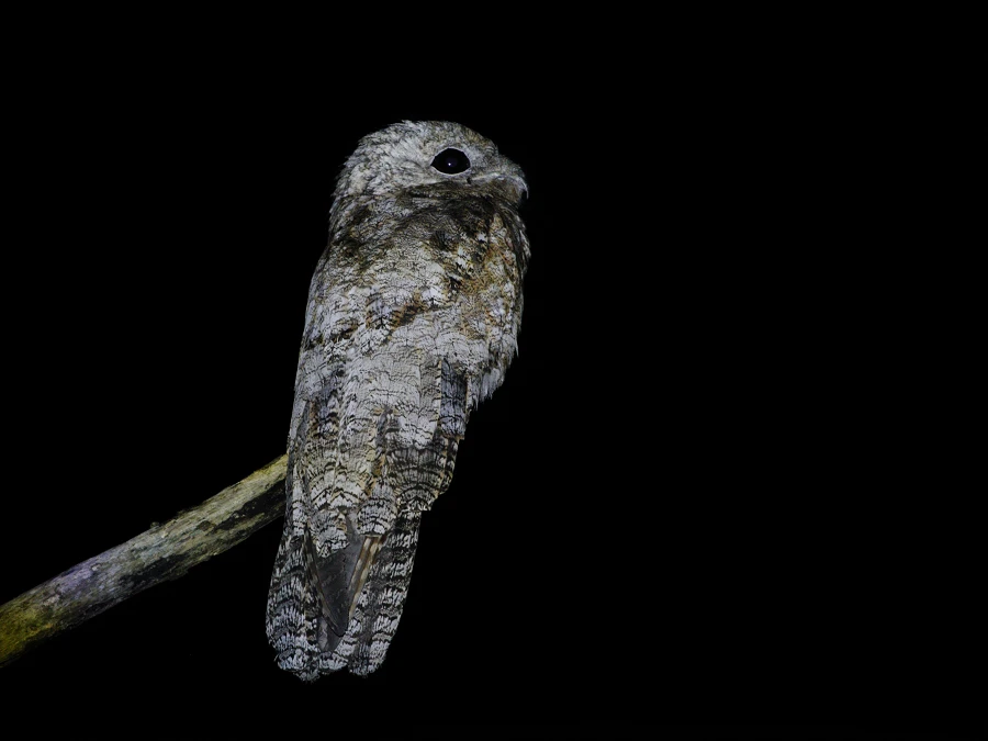 Cú gỗ: Bậc thầy tàng hình, chung thủy nhất thế giới loài chim