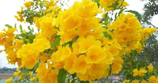 Cây cảnh may mắn, tỏa sáng rực rỡ mang tài lộc vào nhà