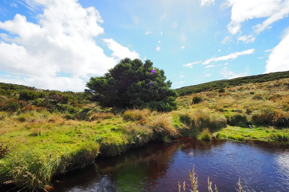 Loài cây cô đơn nhất hành tinh, nắm giữ bí mật thay đổi cả thế giới