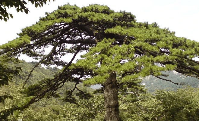 Sửng sốt cây quý "Long trảo tùng" khiến ngôi chùa ngàn tuổi phải đổi tên