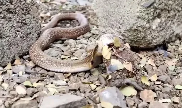 Thất kinh chứng kiến 'quái thú' làm chuyện động trời