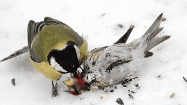 Rùng mình loài chim tàn bạo bậc nhất, chuyên ăn não con mồi