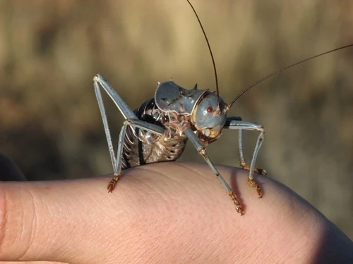 Sinh vật kỳ lạ, mình 'bọc thép' sở hữu năng lực khó tin