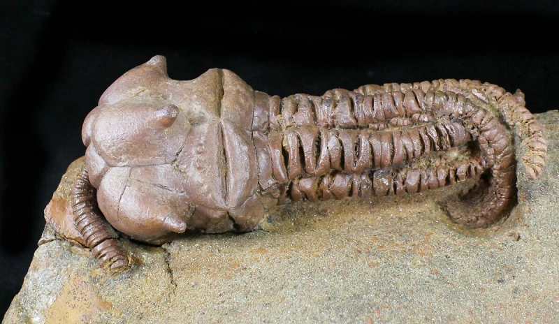 Hóa thạch sinh vật biển "quằn quại' khó hiểu, y hệt người ngoài hành tinh