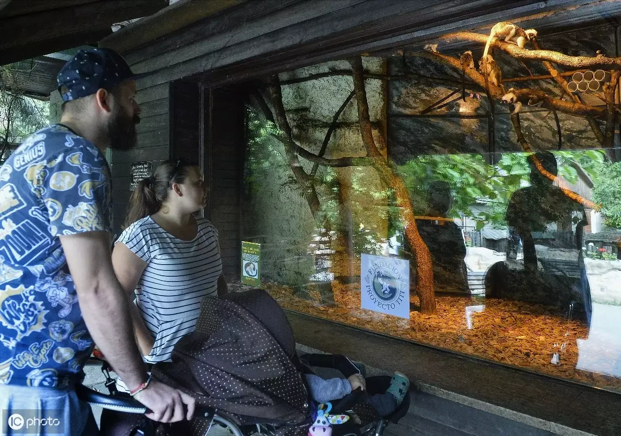 Khỉ đầu bông chết bí ẩn trong vườn thú Hong Kong: Loài cực hiếm