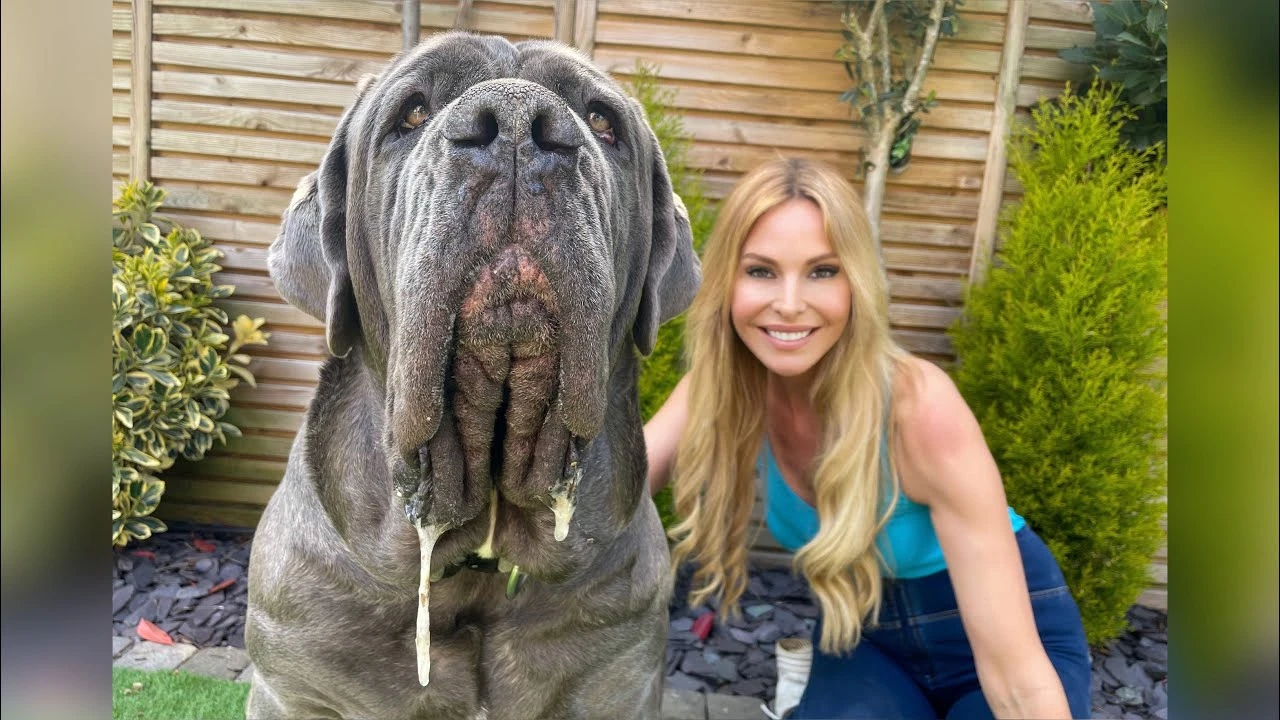 Giống chó kỳ lạ nhất hành tinh: Biết leo cây, chân 6 ngón, có mào