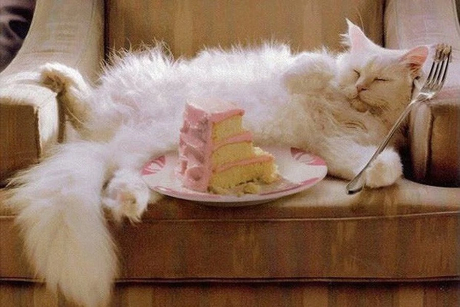 Xuýt xoa 3 con mèo giàu nhất thiên hạ, tiền nhiều vô kể 