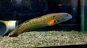 Loài cá quý hiếm nhất TG bất ngờ 'tái xuất' sau 85 năm tuyệt chủng