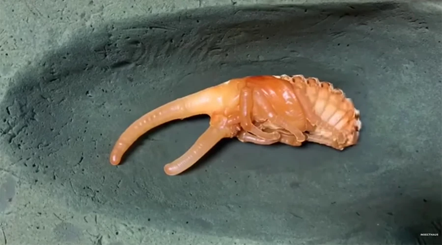 Sự thật té ngửa về loài bọ kỳ lạ giống 'ngoài hành tinh'