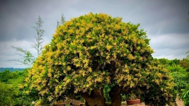 7 cây cảnh ướp hương, nở hoa thơm nhất mùa hè