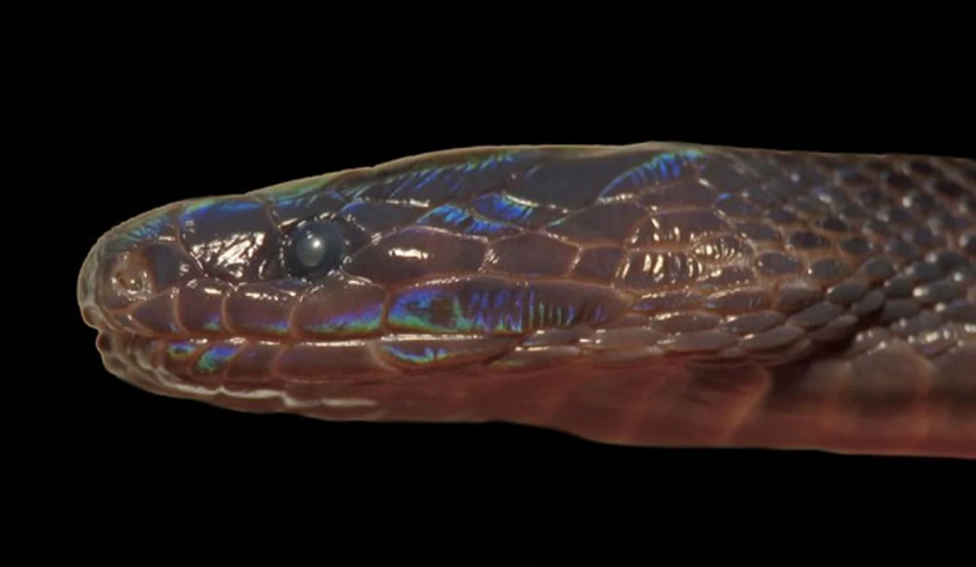 Loài rắn lạ có màu sắc óng ánh ở Việt Nam, chuyên gia kinh ngạc