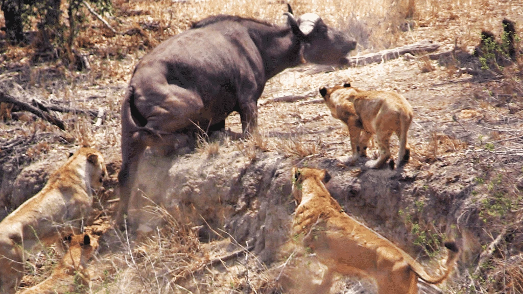 Trâu rừng già bất ngờ “sập bẫy” bầy sư tử và cái kết sững người 