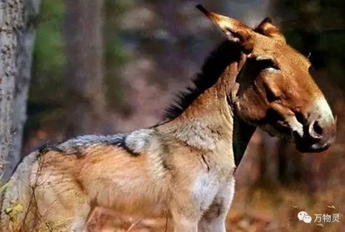 Loài sói tuyệt chủng 500.000 năm bỗng tái xuất, giới khoa học ngỡ ngàng