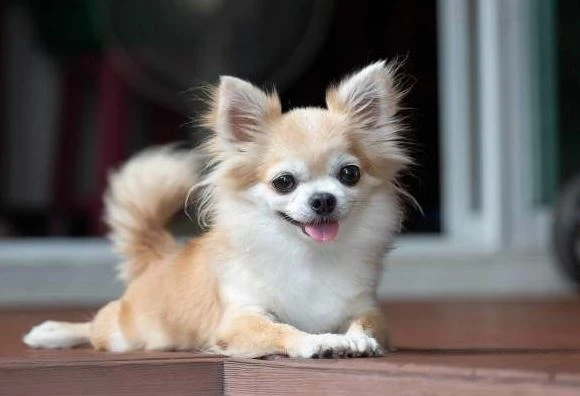 5 giống chó cảnh mini siêu dễ thương: Số 3 phổ biến ở Việt Nam