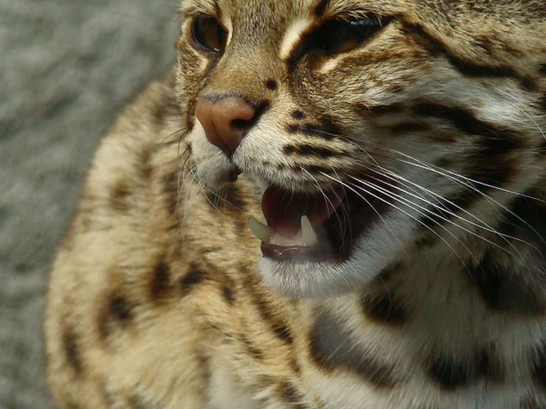 Mèo rừng được giao nộp ở Quảng Bình: Loài quý hiếm bậc nhất thế giới